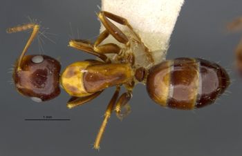 Media type: image;   Entomology 21524 Aspect: habitus dorsal view